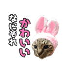 猫に萌える日常（個別スタンプ：35）