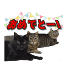 猫に萌える日常（個別スタンプ：36）
