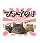 猫に萌える日常（個別スタンプ：37）