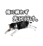 猫に萌える日常（個別スタンプ：39）