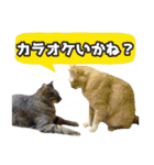 猫に萌える日常（個別スタンプ：40）