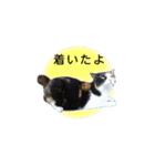 三毛猫のカノン2（個別スタンプ：12）