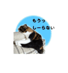 三毛猫のカノン2（個別スタンプ：13）