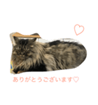 ヒバです3（個別スタンプ：1）