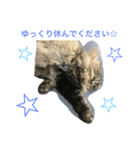 ヒバです3（個別スタンプ：3）