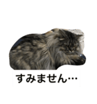 ヒバです3（個別スタンプ：5）