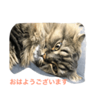ヒバです3（個別スタンプ：6）