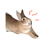 うちの うさねこ（個別スタンプ：2）