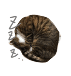 うちの うさねこ（個別スタンプ：3）