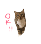 うちの うさねこ（個別スタンプ：4）