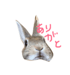 うちの うさねこ（個別スタンプ：6）