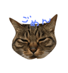 うちの うさねこ（個別スタンプ：7）