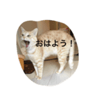 にゃんずとの365日。（個別スタンプ：1）
