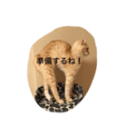 にゃんずとの365日。（個別スタンプ：2）