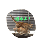 にゃんずとの365日。（個別スタンプ：3）