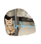 にゃんずとの365日。（個別スタンプ：4）