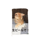 にゃんずとの365日。（個別スタンプ：5）