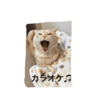にゃんずとの365日。（個別スタンプ：6）