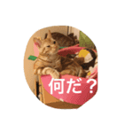 にゃんずとの365日。（個別スタンプ：7）