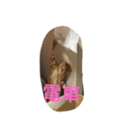 にゃんずとの365日。（個別スタンプ：8）