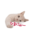 猫のエルマー（個別スタンプ：1）