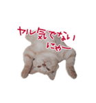 猫のエルマー（個別スタンプ：2）