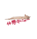 猫のエルマー（個別スタンプ：4）
