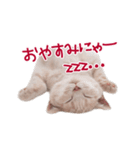 猫のエルマー（個別スタンプ：5）
