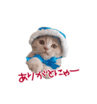猫のエルマー（個別スタンプ：6）