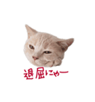 猫のエルマー（個別スタンプ：7）