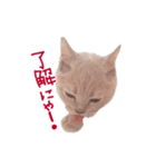 猫のエルマー（個別スタンプ：9）