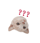 猫のエルマー（個別スタンプ：10）