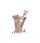 猫のエルマー（個別スタンプ：11）