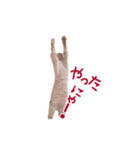 猫のエルマー（個別スタンプ：12）