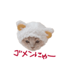 猫のエルマー（個別スタンプ：13）