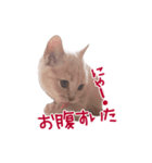 猫のエルマー（個別スタンプ：14）