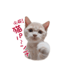 猫のエルマー（個別スタンプ：15）