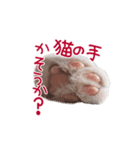 猫のエルマー（個別スタンプ：16）