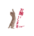 猫のエルマー（個別スタンプ：17）