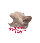 猫のエルマー（個別スタンプ：18）