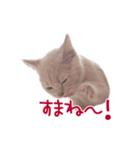 猫のエルマー（個別スタンプ：19）