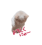 猫のエルマー（個別スタンプ：20）