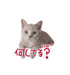 猫のエルマー（個別スタンプ：21）