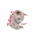 猫のエルマー（個別スタンプ：22）