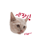 猫のエルマー（個別スタンプ：24）