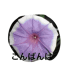 お花たちの日常（個別スタンプ：4）