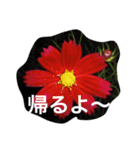 お花たちの日常（個別スタンプ：11）