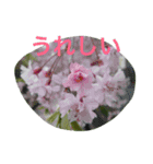 お花たちの日常（個別スタンプ：13）