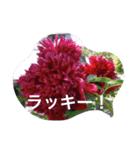 お花たちの日常（個別スタンプ：14）