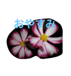 お花たちの日常（個別スタンプ：15）